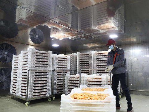 广西融安 红薯飘香脱贫路 加工增值产业兴