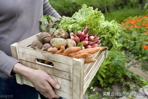 中国农业未来将面临许多机遇和挑战,让我们今天简单地谈谈