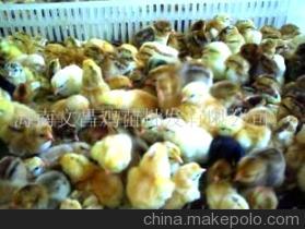 【小种公鸡苗经销商(图)】价格,厂家,图片,农产品代理,文昌鸡苗批发 -
