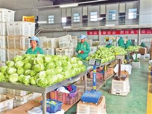 春天 农产品 靠质量信用闯世界