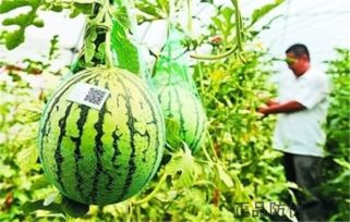 农产品溯源 安心购买 正品防伪