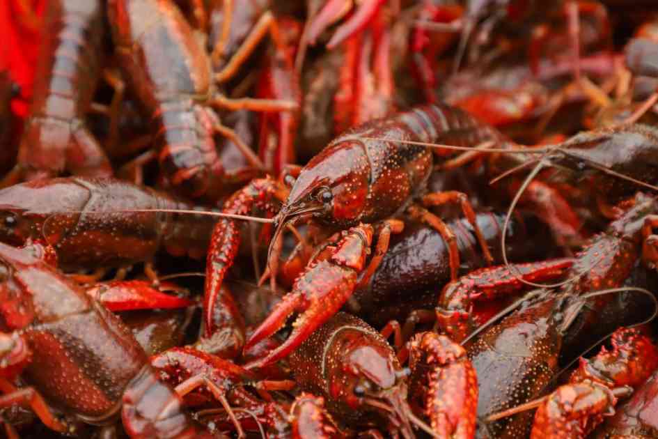 从“宜宾早虾”到“四川早虾”：一场产业盛会为何在此时启幕？(图3)