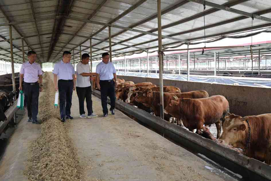 金融助力山东济宁梁山黄牛产业发展(图1)