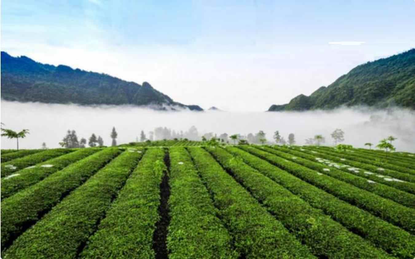“十四五”期间“湖南红茶”为乡村振兴注入强劲动能(图1)