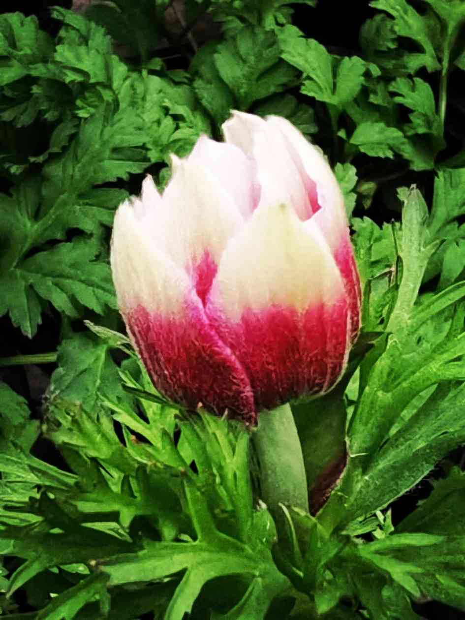 重庆146名农技专家北碚论道，求解丘陵农业增效新方程(图5)