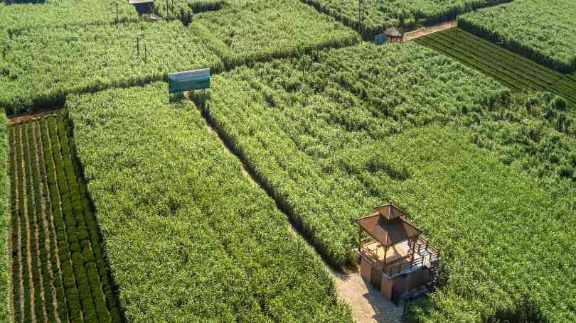 福建松溪：一根蔗“链”就大产业(图4)