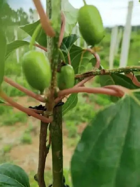 “90后”种瓜，如何在亏本中逆风翻盘(图2)