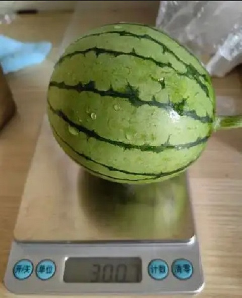 “90后”种瓜，如何在亏本中逆风翻盘(图3)