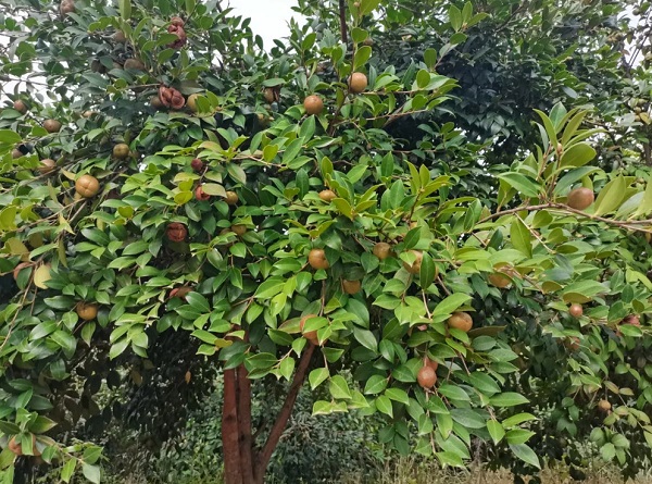 谁懂啊！这位巾帼新农人，把油茶黄桃做成了577户共致富的产业(图2)