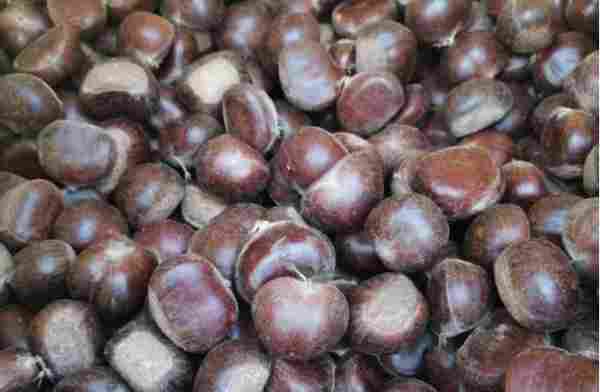 年卖超2000万，远销东南亚！80后赵雪华如何把迁西板栗做成爆款(图2)