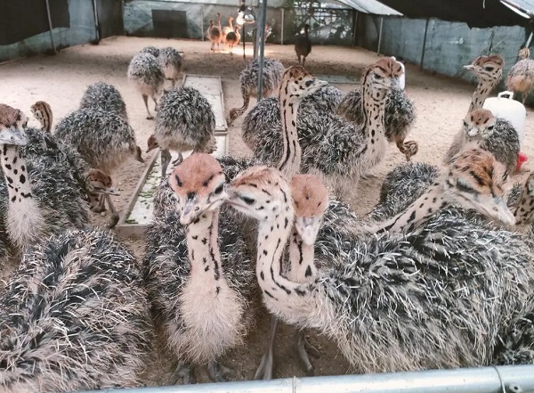 放弃高薪回乡养鸵鸟？70后韩见斌年赚180余万，还带富一群人(图2)