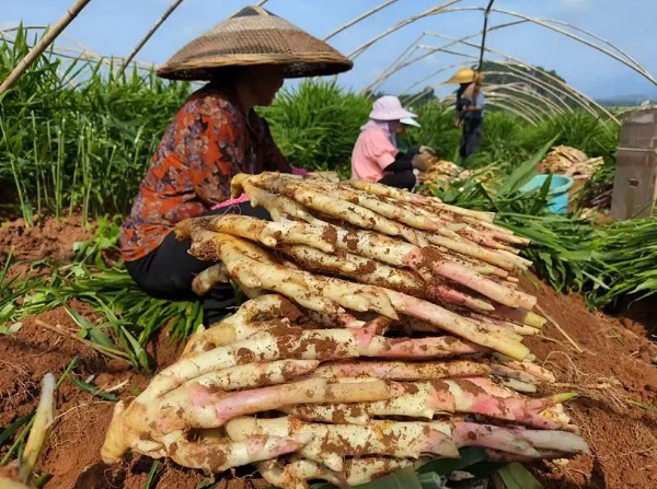 80后新农人邓坤：跨界闯荡“姜”湖，年销超400万(图2)