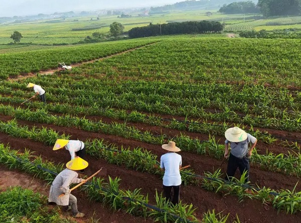 80后新农人邓坤：跨界闯荡“姜”湖，年销超400万(图3)