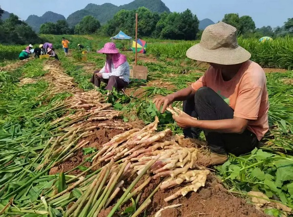 80后新农人邓坤：跨界闯荡“姜”湖，年销超400万(图4)