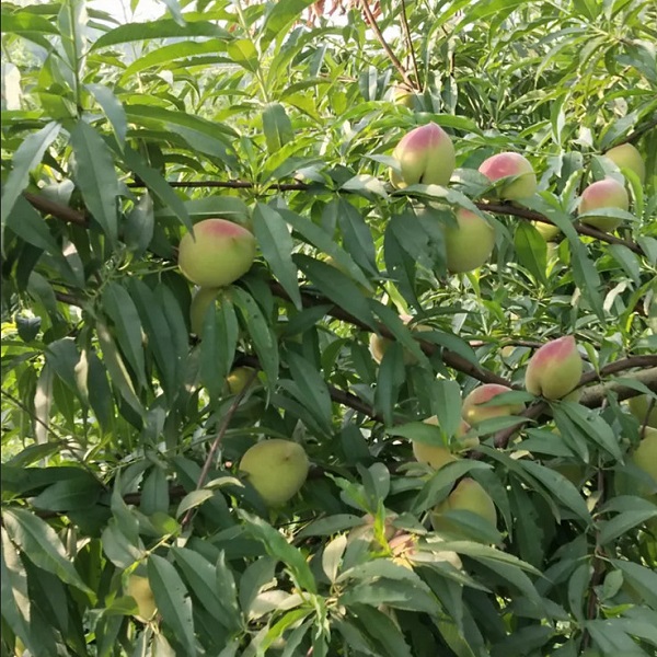 惠农网助力五旬果农闯荡电商，看他如何披荆斩棘！(图3)