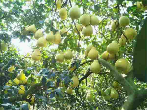 她们，在乡村，年销破1000万元(图2)