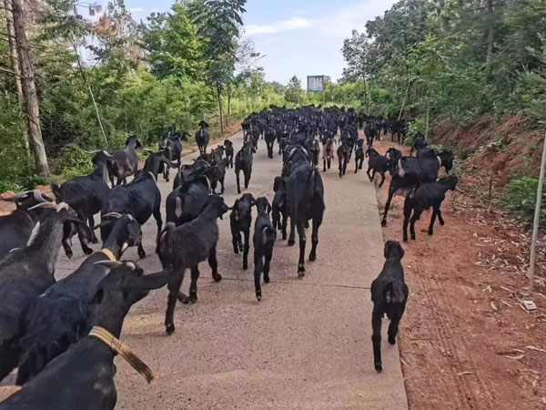 衡南县李元龙：返乡创业新“羊倌” ，电商闯出“羊”关路(图2)