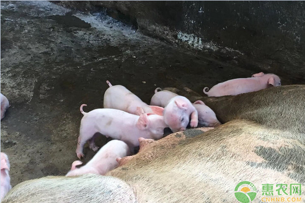 猪价跌至每斤5块多，近七年新低！现在猪肉多少钱一斤？(图1)