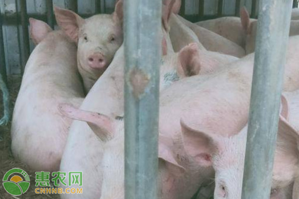 猪价跌至每斤5块多，近七年新低！现在猪肉多少钱一斤？(图2)