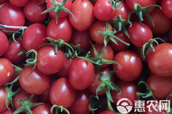 2026年圣女果价格多少钱一斤？(图3)