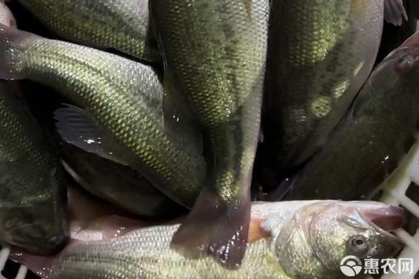 2026年鲈鱼价格多少钱一斤？(图3)