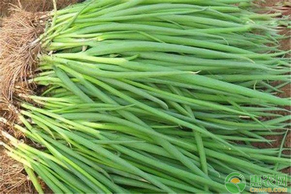 2026年小葱价格多少钱一斤？(图3)