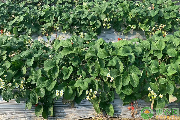 2026年草莓苗价格多少钱一棵？(图1)