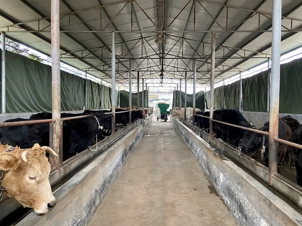 年产值数千万！留美精英返乡养牛，带动乡亲闯出致富路