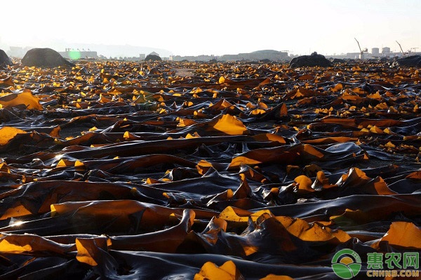 2026年干海带价格多少钱一斤？(图1)