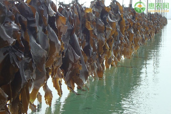 2026年干海带价格多少钱一斤？(图2)