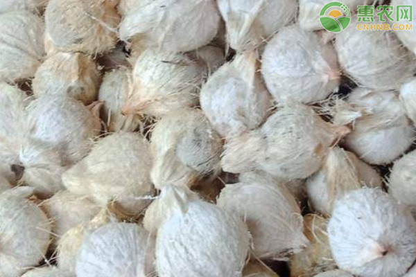 2026年椰子价格多少钱一个？(图1)