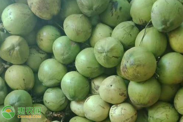 2026年椰子价格多少钱一个？(图2)