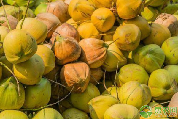 2026年椰子价格多少钱一个？(图3)