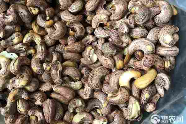 2026年腰果价格多少钱一斤？(图2)