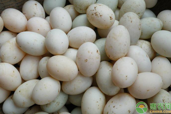 2026年鸭蛋价格多少钱一斤？(图2)