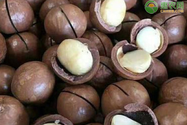 2026年夏威夷果价格多少钱一斤？(图1)