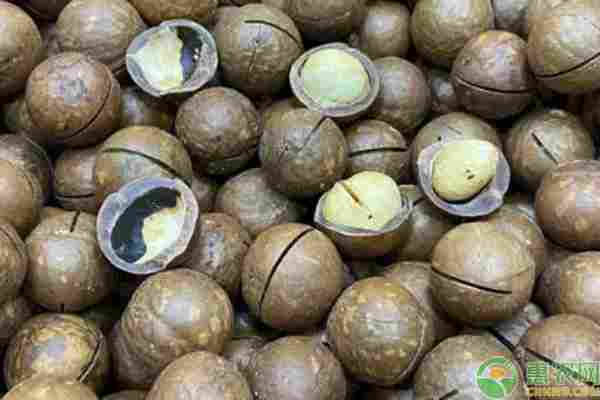 2026年夏威夷果价格多少钱一斤？(图2)