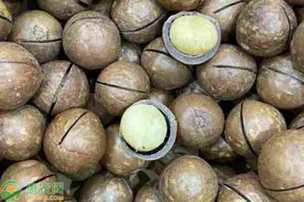 2026年夏威夷果价格多少钱一斤？(图3)