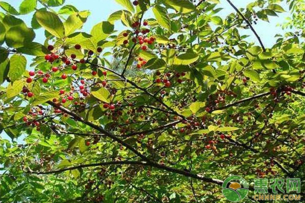 2026年樱桃树苗价格多少钱一棵？(图2)