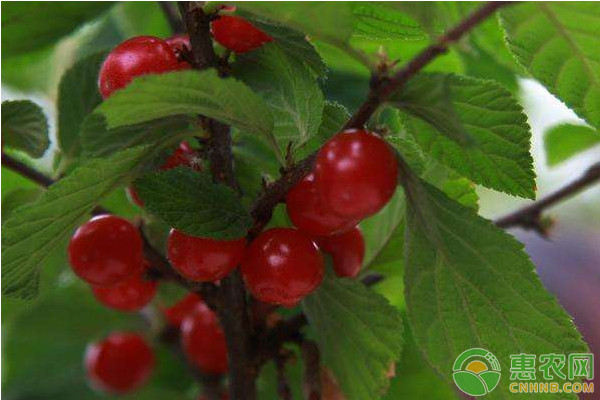 2026年樱桃树苗价格多少钱一棵？(图3)