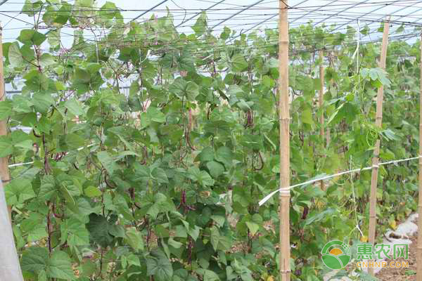 2026年豆角价格多少钱一斤？(图2)