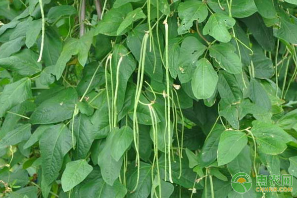 2026年豆角价格多少钱一斤？(图3)