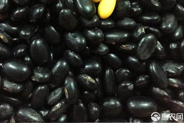 2026年黑豆价格多少钱一斤？(图1)