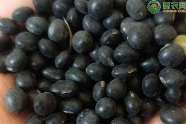 2026年黑豆价格多少钱一斤？(图2)