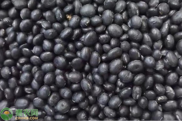2026年黑豆价格多少钱一斤？(图3)