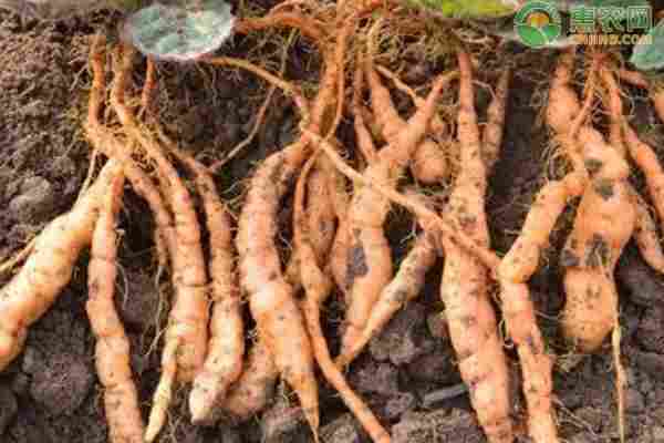 2026年地黄价格多少钱一斤？(图1)