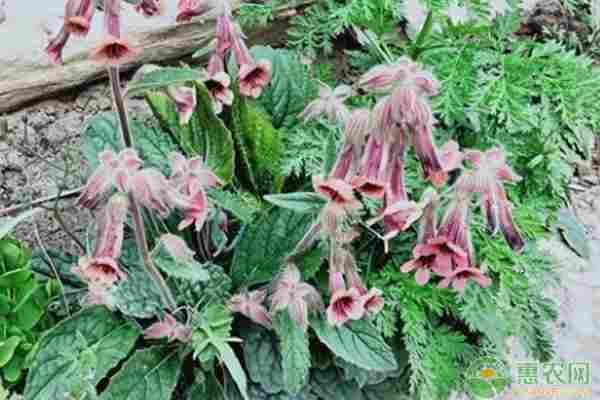 2026年地黄价格多少钱一斤？(图2)