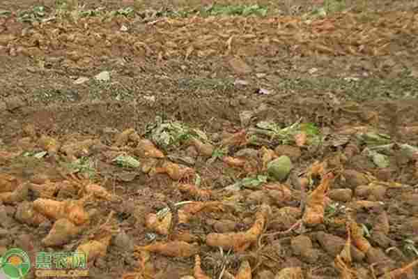 2026年地黄价格多少钱一斤？(图3)