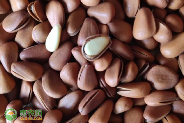 2026年松子价格多少钱一斤？(图1)