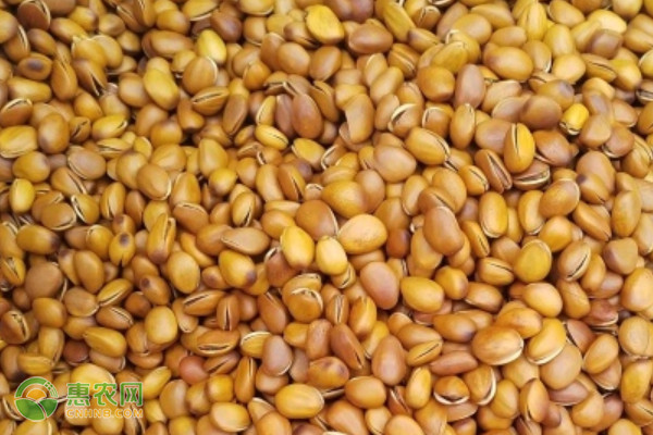 2026年松子价格多少钱一斤？(图2)